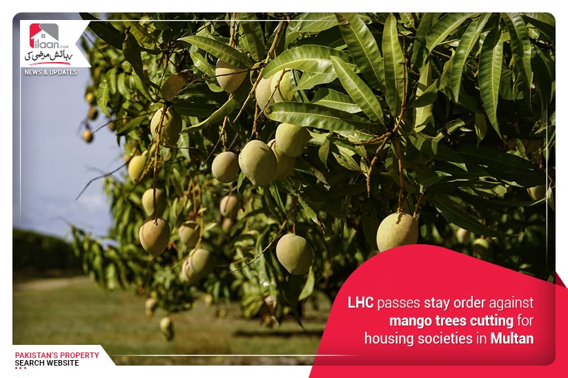 LHC passes stay order against mango trees cutting for housing societies in Multan