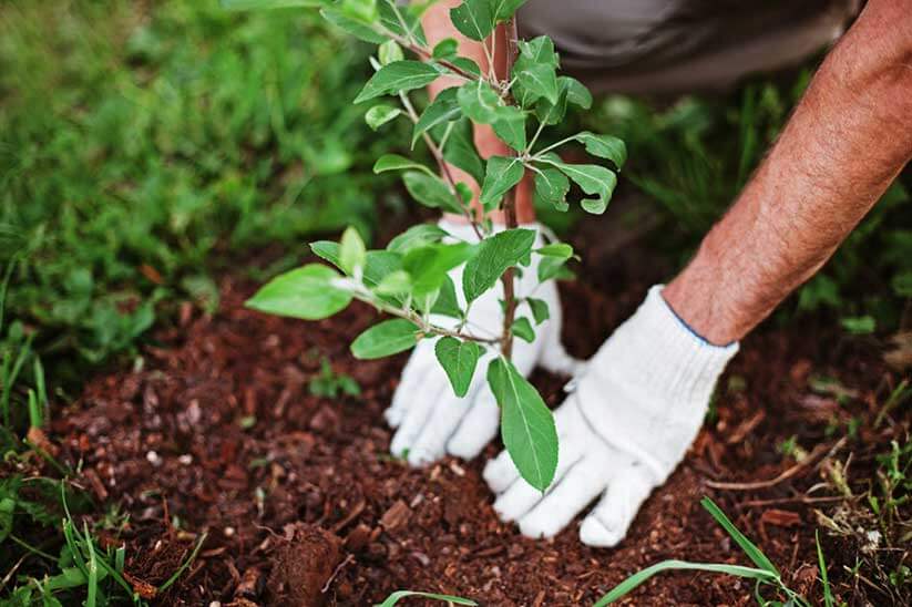 Monsoon Tree Plantation Campaign Launched in Kohat and Swabi