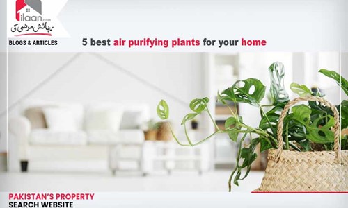 5 best air purifying plants for your home