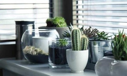 How Houseplants are One of the Top Most Choices for Home Decor